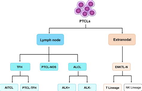 high cd19 count|CD Markers in Cancer Diagnosis and Treatment .